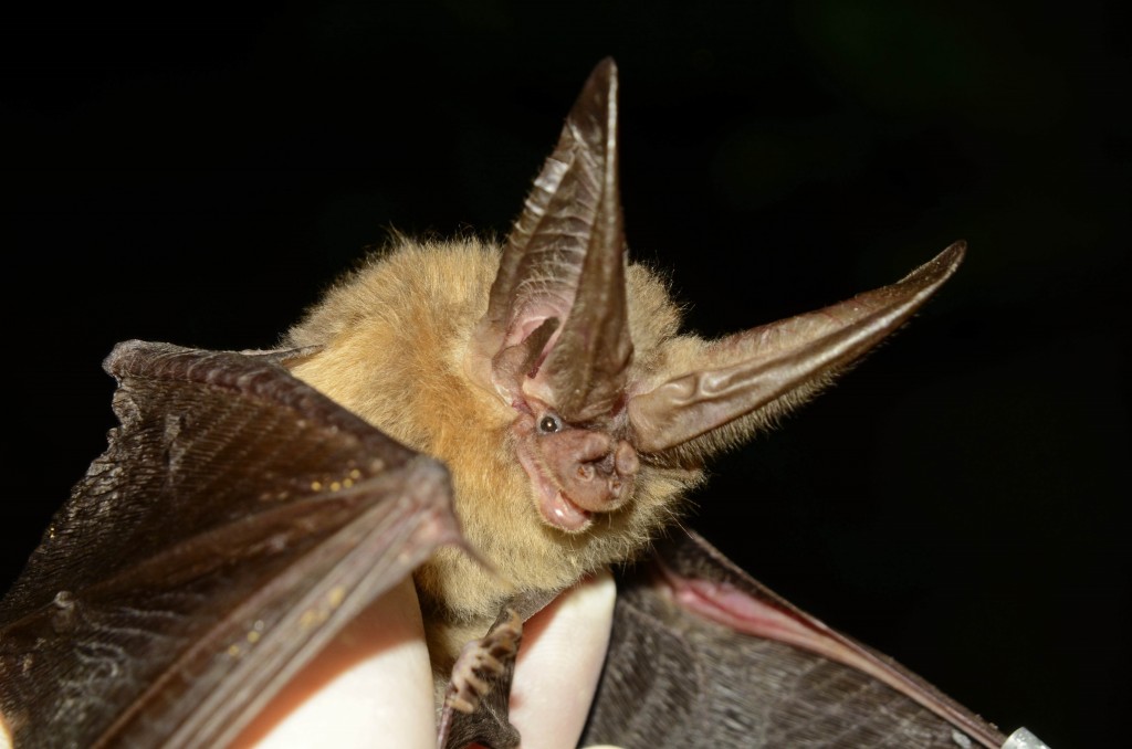 Virginia Big-Eared Bat Spring Migration – Eastern Kentucky « Copperhead