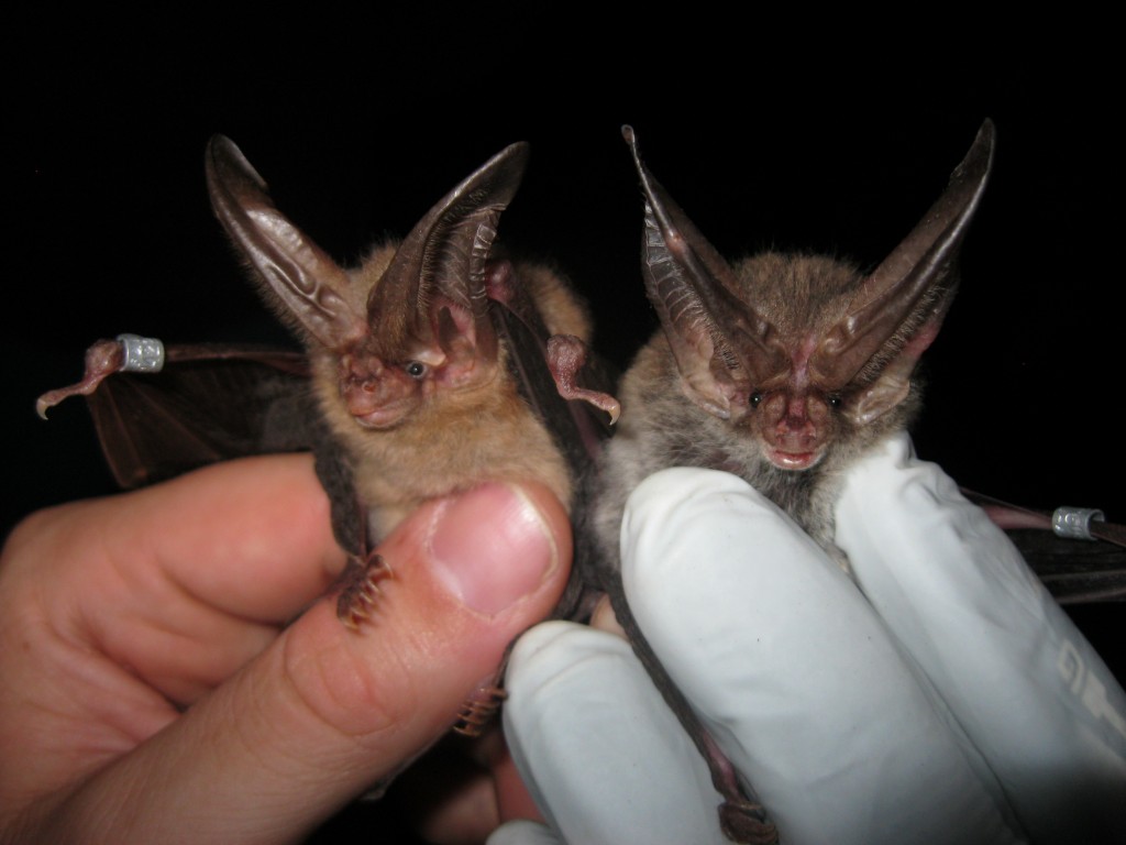 Virginia BigEared Bat Spring Migration Eastern Kentucky « Copperhead