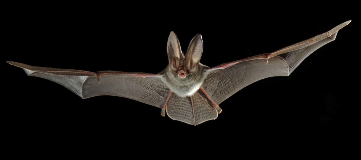 Copperhead Environmental Consulting We are environmental consultants.